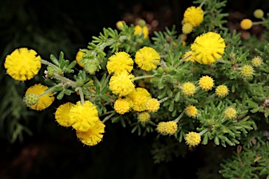 APII jpeg image of Acacia lasiocarpa var. lasiocarpa  © contact APII