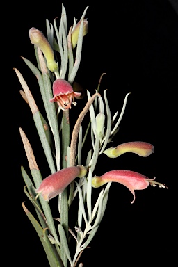 APII jpeg image of Eremophila youngii  © contact APII