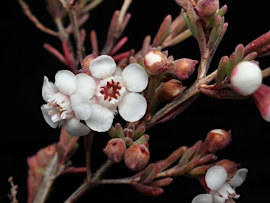 APII jpeg image of Chamelaucium sp. Walpole (P.G.Wilson 6318)  © contact APII