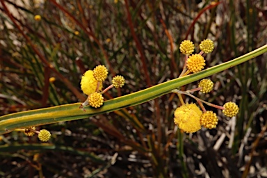 APII jpeg image of Acacia pterocaulon  © contact APII