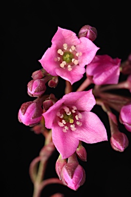 APII jpeg image of Boronia denticulata  © contact APII