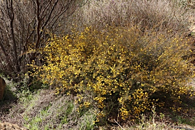 APII jpeg image of Acacia ulicina  © contact APII