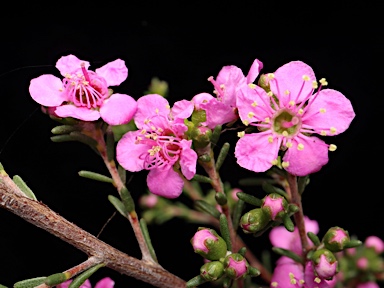 APII jpeg image of Kunzea affinis  © contact APII