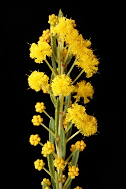 APII jpeg image of Acacia lineata  © contact APII