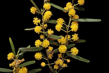 APII jpeg image of Acacia montana  © contact APII