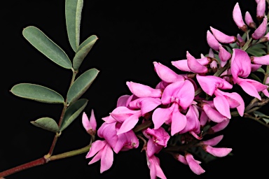 APII jpeg image of Indigofera australis  © contact APII