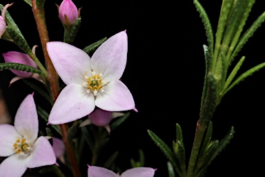 APII jpeg image of Boronia deanei subsp. acutifolia  © contact APII