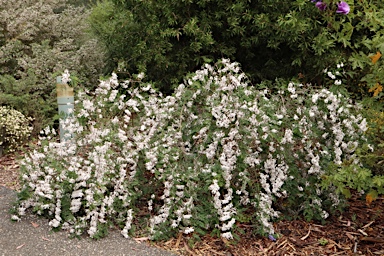 APII jpeg image of Indigofera australis subsp. australis  © contact APII