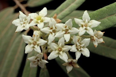 APII jpeg image of Commersonia salviifolia  © contact APII