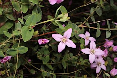 APII jpeg image of Boronia ovata  © contact APII