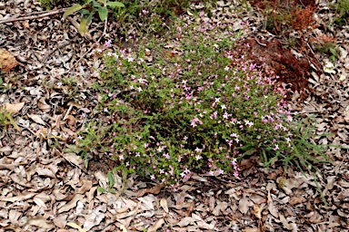 APII jpeg image of Boronia ovata  © contact APII