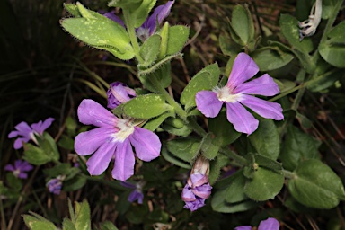 APII jpeg image of Scaevola platyphylla  © contact APII