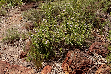 APII jpeg image of Scaevola platyphylla  © contact APII