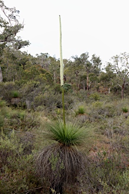 APII jpeg image of Xanthorrhoea brunonis  © contact APII