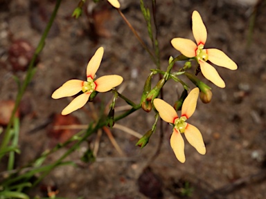 APII jpeg image of Stylidium thesioides  © contact APII