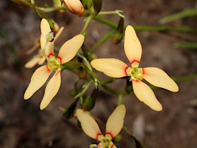 APII jpeg image of Stylidium thesioides  © contact APII