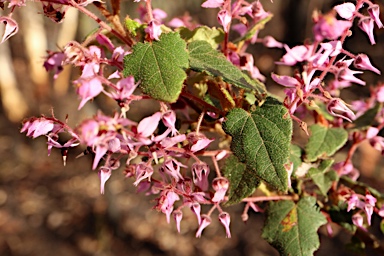 APII jpeg image of Lasiopetalum bracteatum  © contact APII