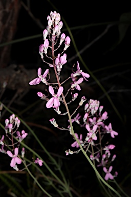 APII jpeg image of Stylidium brunonianum  © contact APII