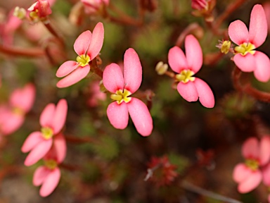 APII jpeg image of Stylidium bulbiferum  © contact APII