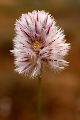 APII jpeg image of Ptilotus drummondii var. drummondii  © contact APII