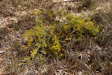 APII jpeg image of Synaphea spinulosa subsp. spinulosa  © contact APII