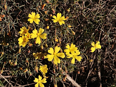 APII jpeg image of Hibbertia acerosa  © contact APII