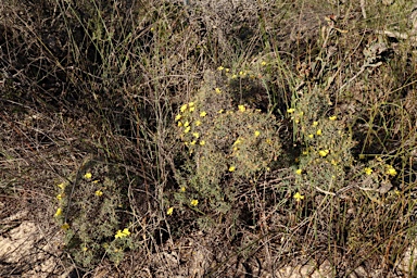 APII jpeg image of Hibbertia acerosa  © contact APII