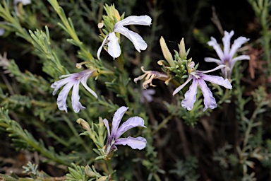 APII jpeg image of Lechenaultia floribunda  © contact APII