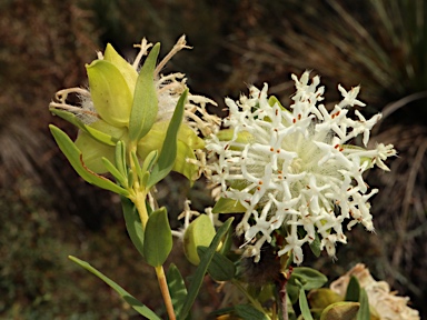 APII jpeg image of Pimelea leucantha  © contact APII