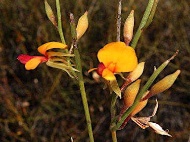 APII jpeg image of Jacksonia lehmannii  © contact APII