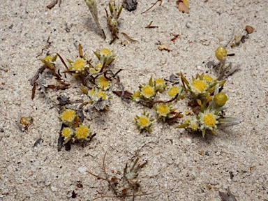 APII jpeg image of Pogonolepis stricta  © contact APII