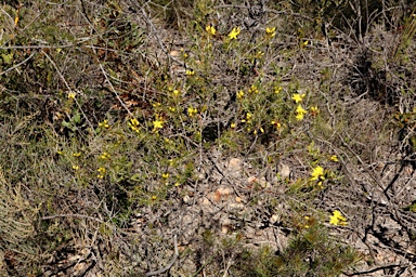 APII jpeg image of Calytrix flavescens  © contact APII