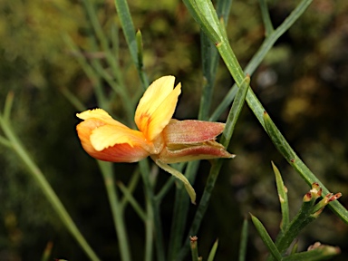 APII jpeg image of Jacksonia sternbergiana  © contact APII