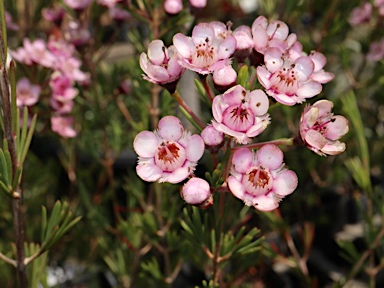 APII jpeg image of Chamelaucium 'Paddy's Pink'  © contact APII