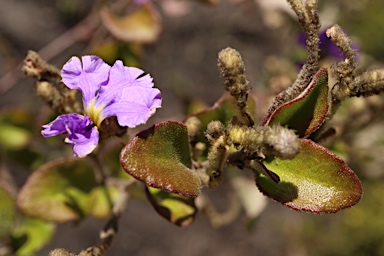 APII jpeg image of Dampiera loranthifolia  © contact APII