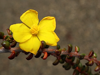 APII jpeg image of Hibbertia microphylla  © contact APII