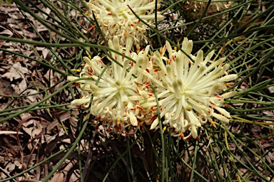 APII jpeg image of Petrophile filifolia  © contact APII