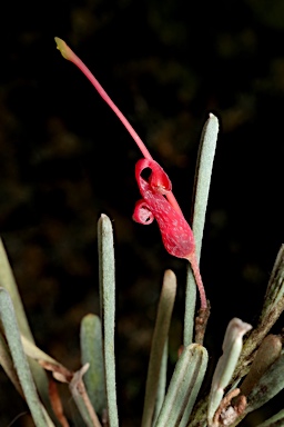 APII jpeg image of Grevillea sparsiflora  © contact APII