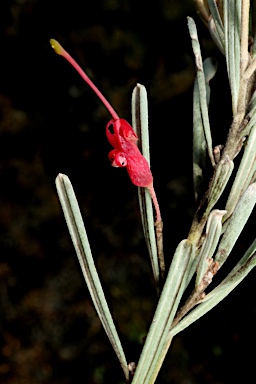 APII jpeg image of Grevillea sparsiflora  © contact APII