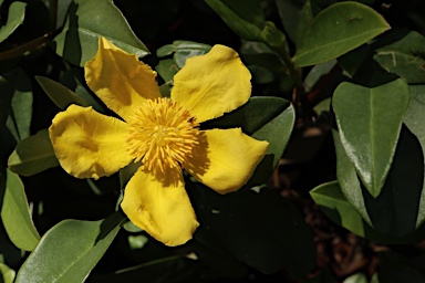 APII jpeg image of Hibbertia scandens  © contact APII