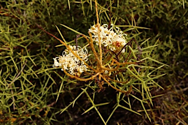 APII jpeg image of Grevillea leucoclada  © contact APII