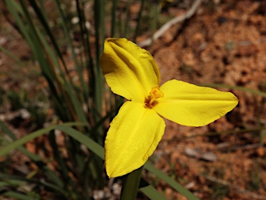 APII jpeg image of Patersonia umbrosa var. xanthina  © contact APII