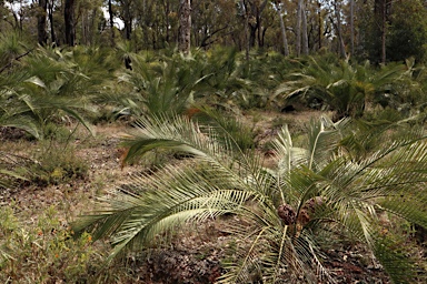 APII jpeg image of Macrozamia riedlei  © contact APII