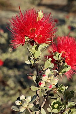 APII jpeg image of Kunzea pulchella  © contact APII