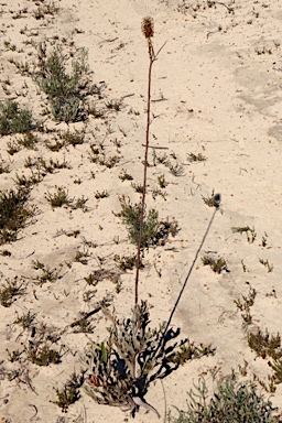 APII jpeg image of Grevillea eryngioides  © contact APII