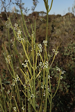 APII jpeg image of Leptomeria preissiana  © contact APII