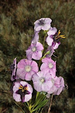 APII jpeg image of Cyanostegia lanceolata  © contact APII