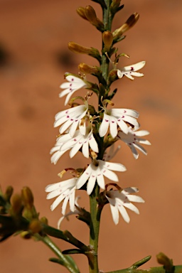 APII jpeg image of Goodenia helmsii  © contact APII