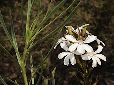 APII jpeg image of Goodenia scapigera  © contact APII