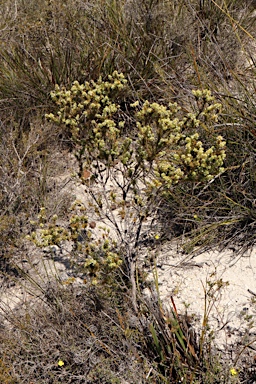 APII jpeg image of Leucopogon flavescens var. brevifolius  © contact APII